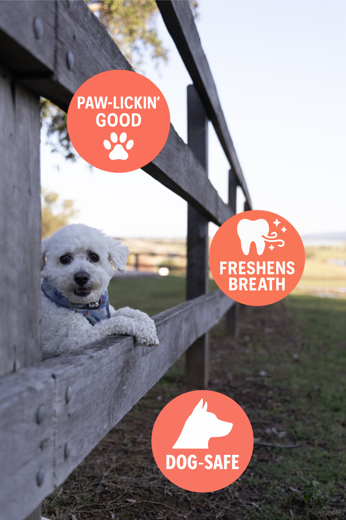 Dental Gel Toothpaste